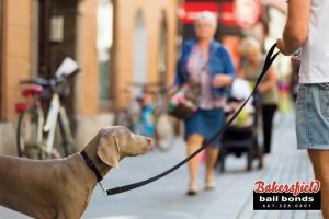 Does A Business Owner Have The Right To Deny A Dog Entrance?