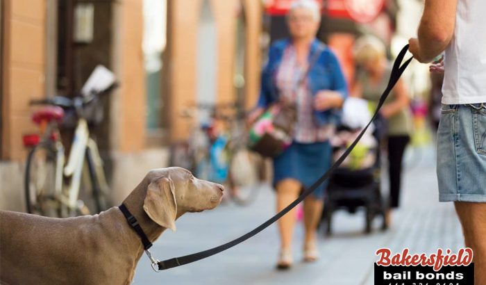 Does A Business Owner Have The Right To Deny A Dog Entrance?