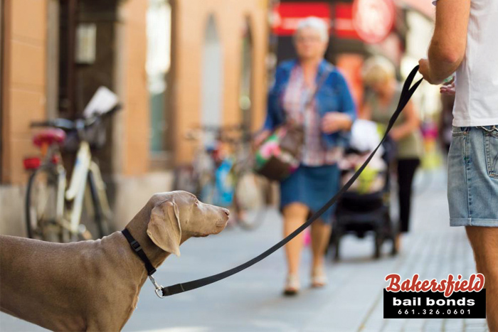 Does A Business Owner Have The Right To Deny A Dog Entrance?