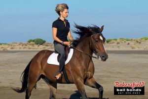 Horseback Riding Laws: Even Horses Have Laws