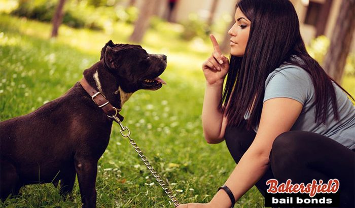 What Happens if a Dog Bites Someone