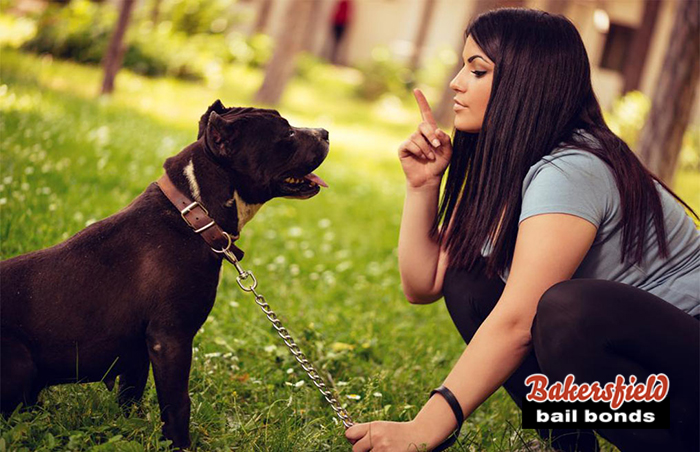 What Happens If A Dog Bites Someone? | Bakersfield Bail Bonds | Delano