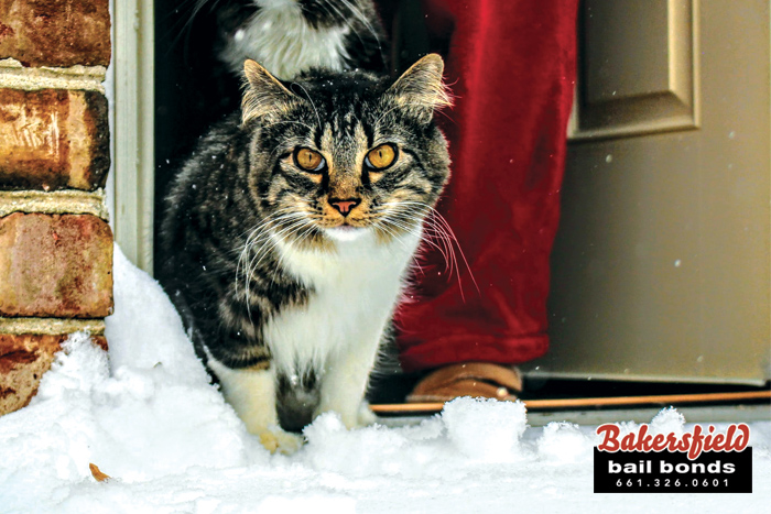 Keep Your Pets Healthy And Warm This Winter