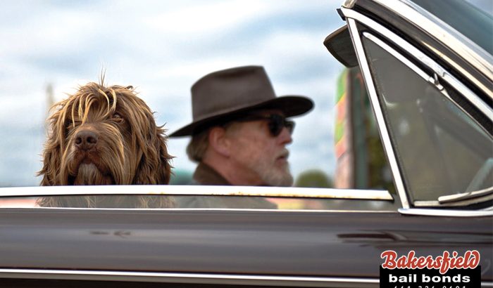 No Pets While Driving