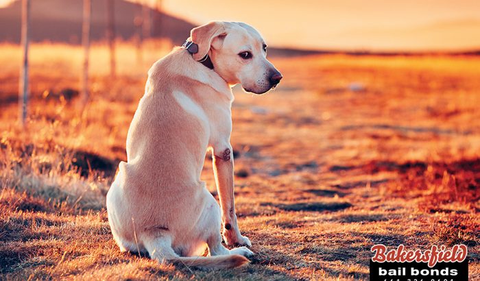 Found A Lost Pet? Here’s What You Have To Do